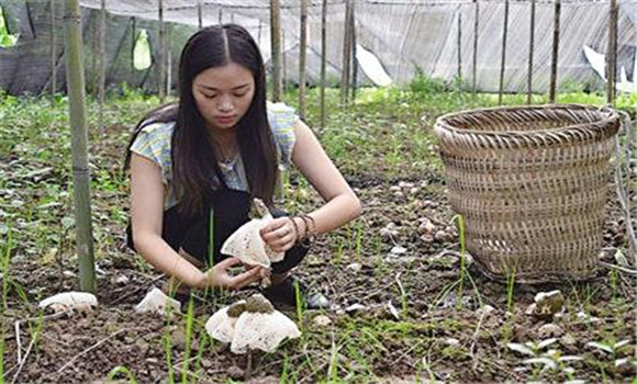 竹荪的采收方法