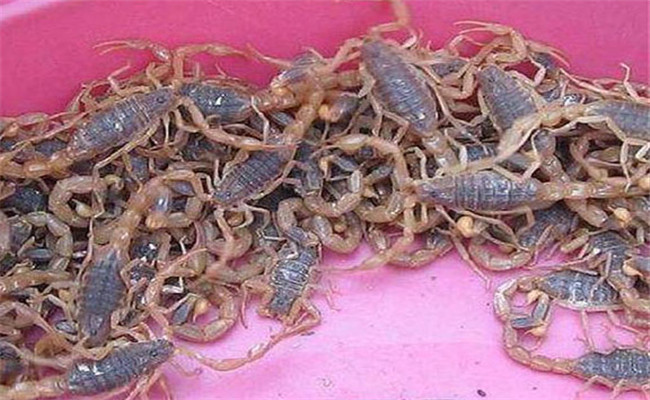 人工养殖蝎子的饲料配方