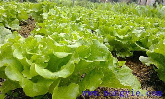 生菜种植对球境条件有什么要求