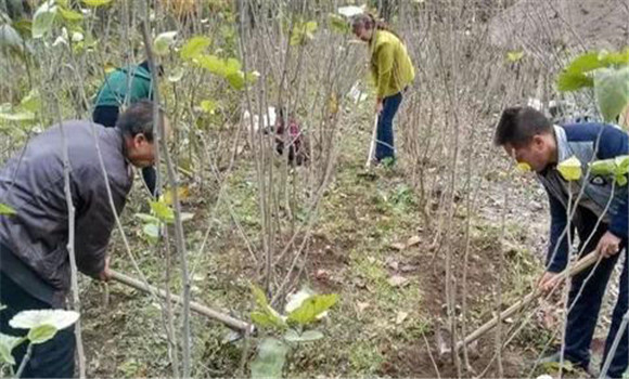 桑树种植要重施冬肥