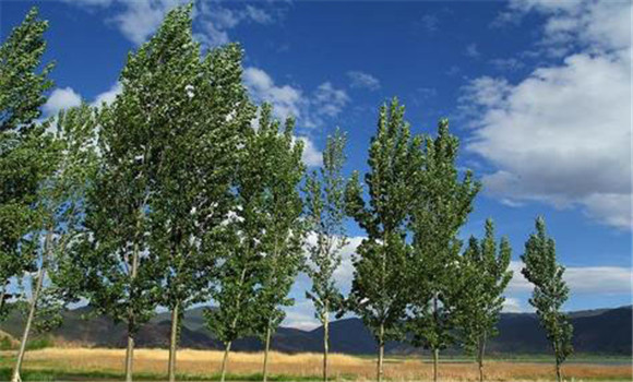 杨树种植与管理技术要点