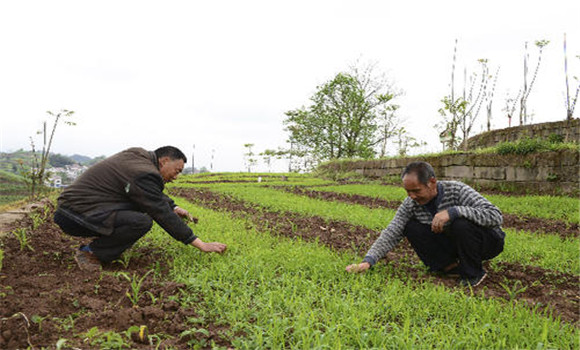 水稻旱育秧田化学除草