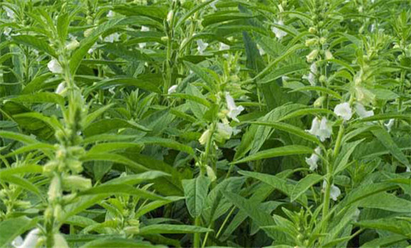 芝麻害虫防冶方法 用什么药