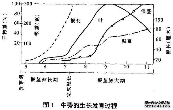 牛蒡种植技术