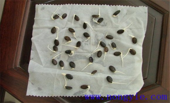 丝瓜种子催芽方法