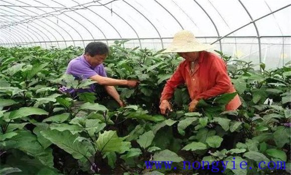 茄子结果期的整枝