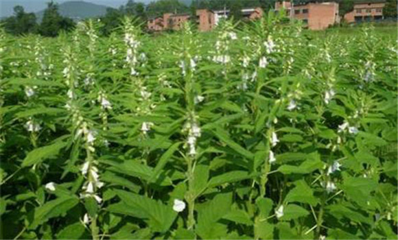 芝麻种植密度