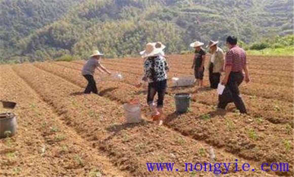 玉米种植要施足基肥