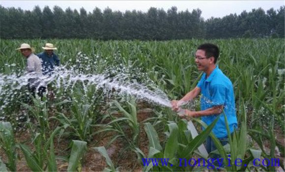 浇足开花水和灌浆水