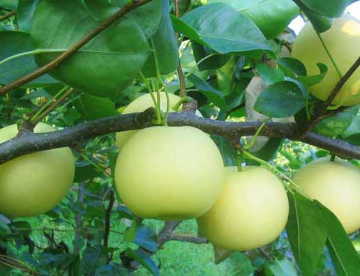 梨树病虫害防治技术