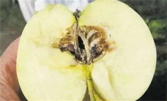 苹果霉心病的发病原因