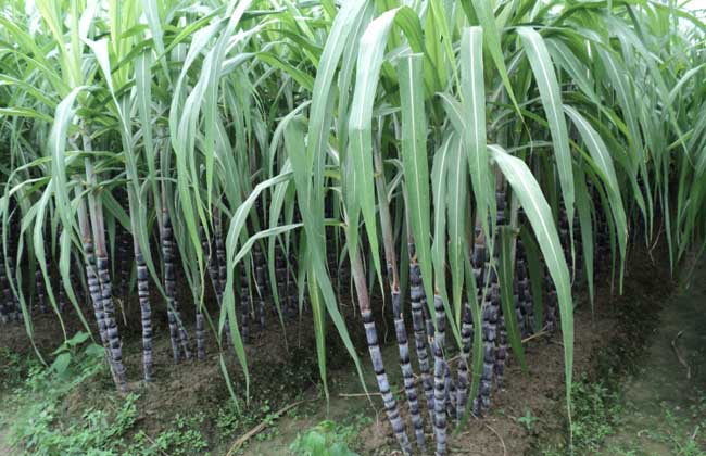 甘蔗种植技术