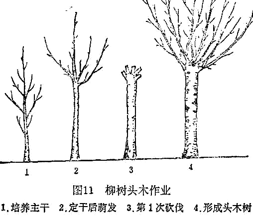 柳树种植方法