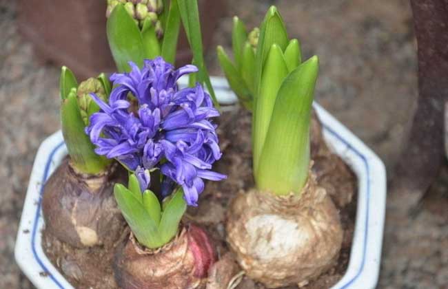 风信子种植方法