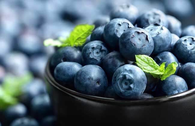 蓝莓品种知识