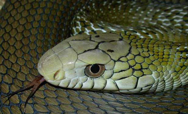 大王蛇是保护动物吗？