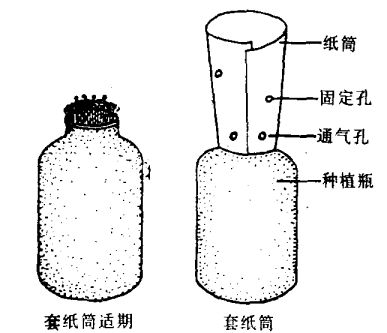 高粱种植技术