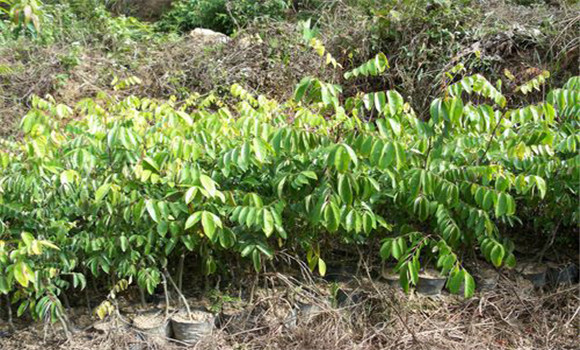 杨桃树的种植技术