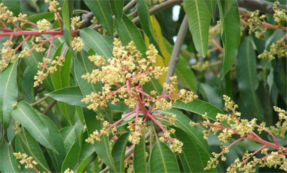 四季芒果种植方法