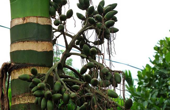 槟榔种植管理方法