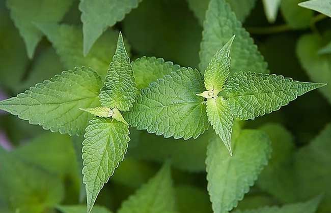 中药材种植指南网