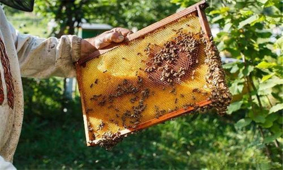 改良蜂种