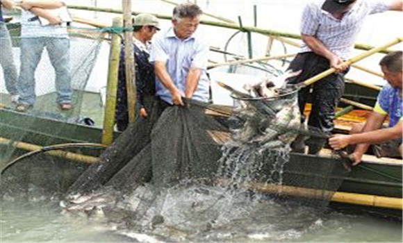 鲢鳙养殖多久可以上市