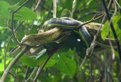 蛇的寿命最长多少年 蛇的生活方式和生活习性