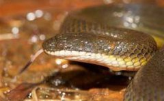 水蛇吃什么食物 水蛇养殖技术