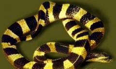 金环蛇的毒性有多大 金环蛇的特征与生活习性