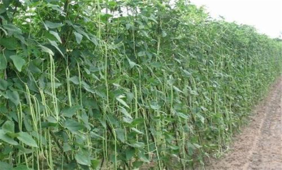 豇豆种植栽培技术要点