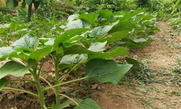 油葵种植行距和株距是多少