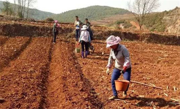 种植枸杞子如何选地整地