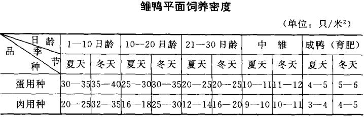 雏鸭的饲养管理