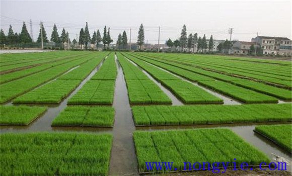 水稻育苗方式有几种