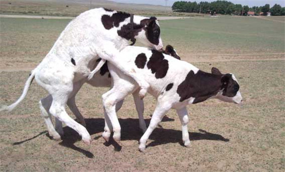 奶牛配种技术