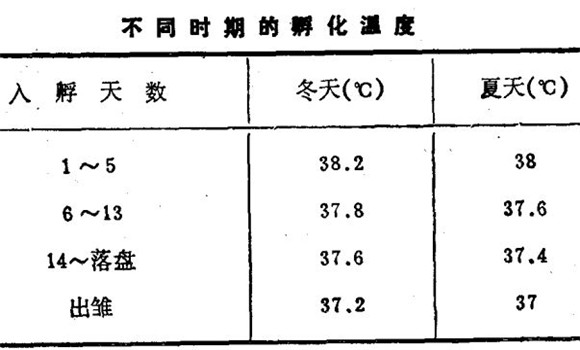 乌骨鸡饲养方法