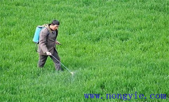 小麦除草剂有哪些品种