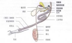 公牛的生殖器有多长 公牛生殖器官各部分的功能