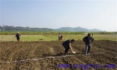 小麦高产栽培技术及田间管理措施与技术要点