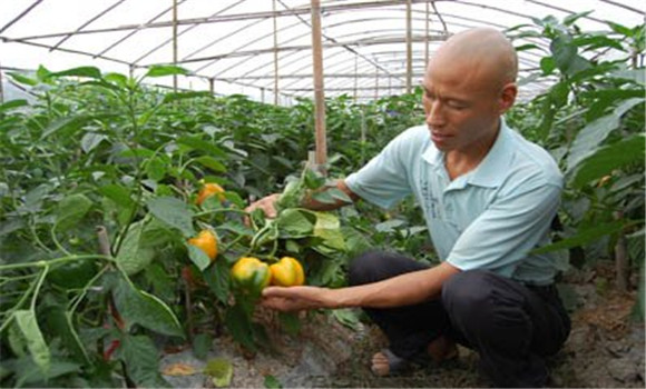 甜椒定植管理技术