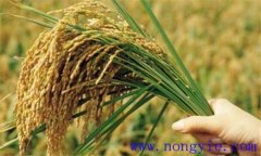 水稻热害如何预防 水稻高温热害的防御措施