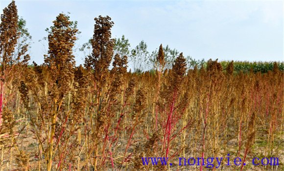 藜麦高产种植技术要点