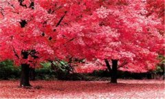美国红枫适合什么地方生长 美国红枫种植方法