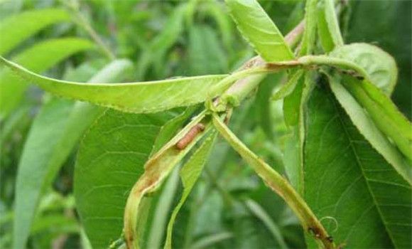 食心虫的生物防治与人工防治