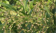 薏米种植时间及方法 薏米种植技术与管理要点