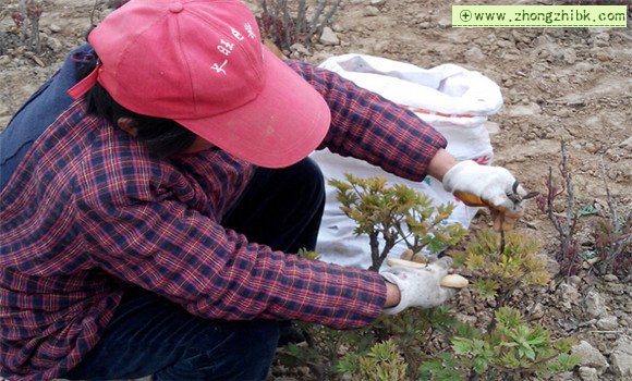 首页 花卉种植 观花植物牡丹除土芽技术 在4月份进行