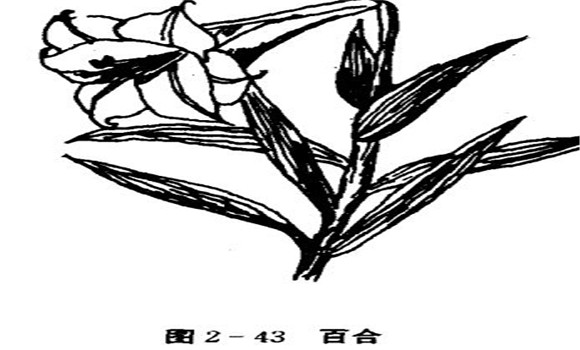 百合花怎么养