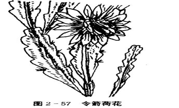 令箭荷花的特点与栽培技术