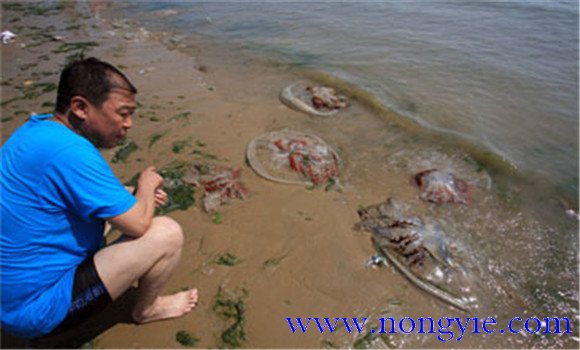 海蜇能蜇死人吗，如何预防被蜇伤